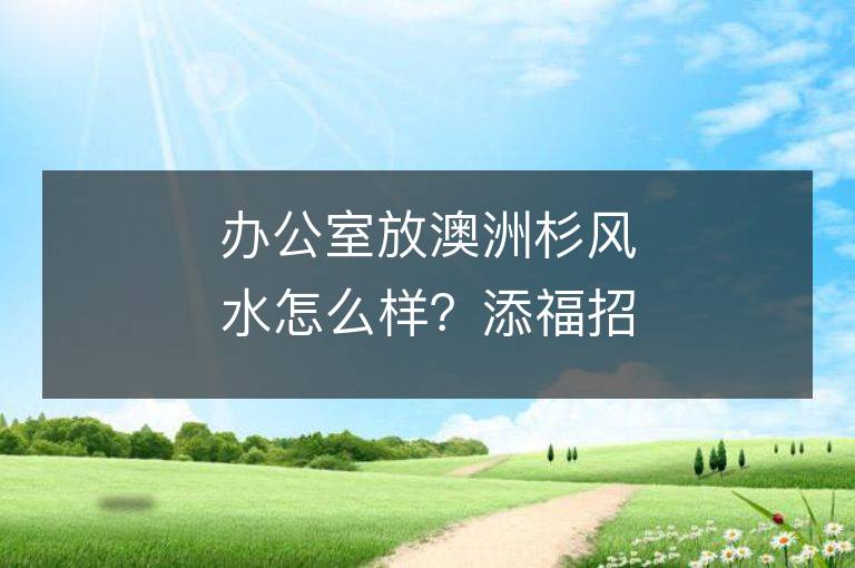 辦公室放澳洲杉風水怎么樣？添福招財，給你帶來好運！