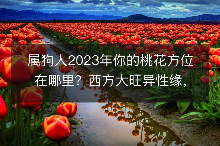 屬狗人2023年你的桃花方位在哪里？西方大旺異性緣，你準備好了嗎？