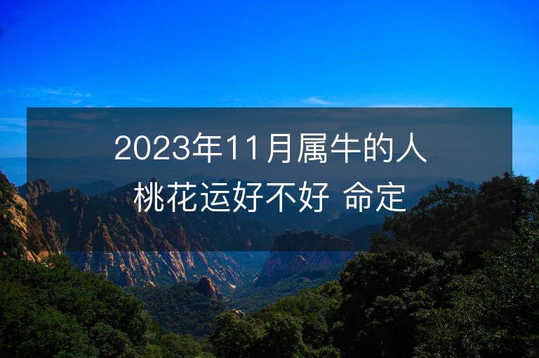 2023年11月屬牛的人桃花運好不好 命定的情人是誰